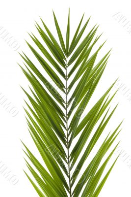 Palm Frond Palm Frond