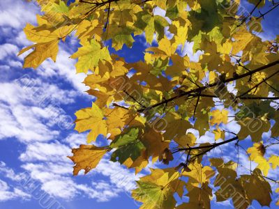 Autumn Sycamores Autumn Sycamores