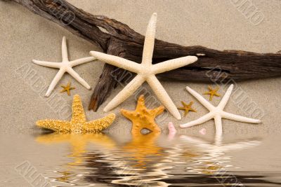 Starfish