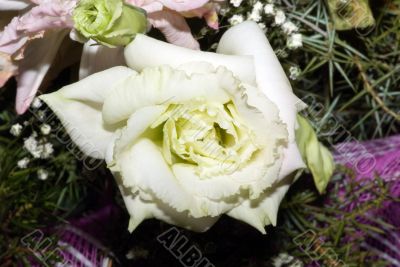On a photo a white rose by macro lens