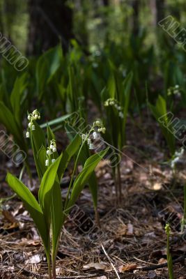 Lily-of-the-valley against a pale green background