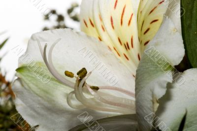 White wild open in sunlight