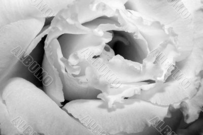 On a photo a white rose by macro lens