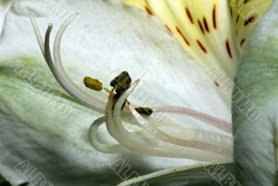 White wild open in sunlight