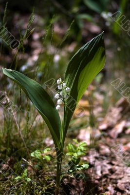Lily-of-the-valley against a pale green background