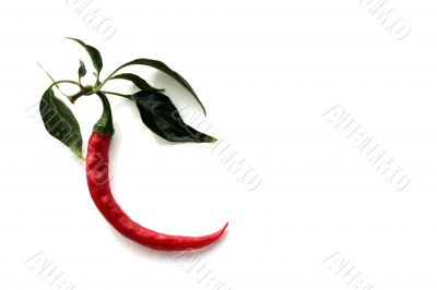 Red Hot Chili Peppers Red Hot Chili Peppers