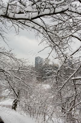 Frame of lace winter trees for condo building Frame of lace winter trees for condo building