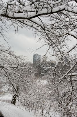 Frame of lace winter trees for condo building