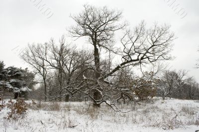 Lace winter trees