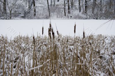 Winter lakeshore view
