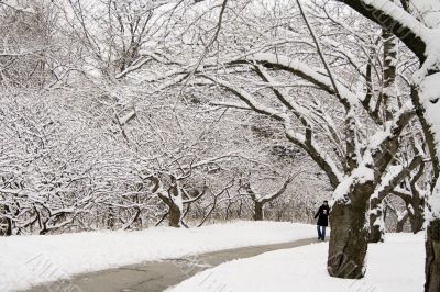 Lace winter trees