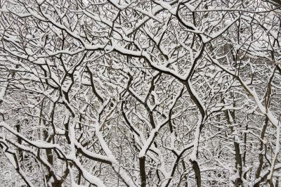 Lace winter trees