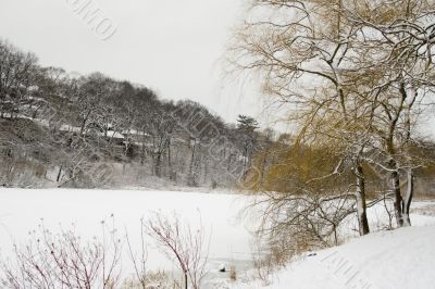 Winter lakeshore view