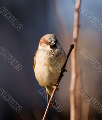 Sparrow on a branch
