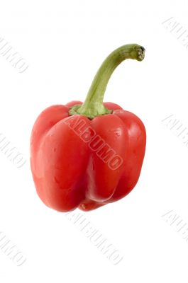 One Red cayenne on white