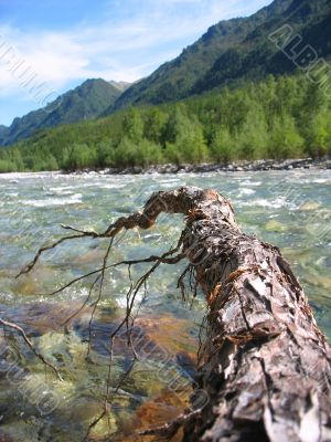 root under stream