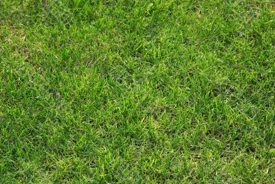 Grass Grass