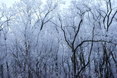 Frosty forest