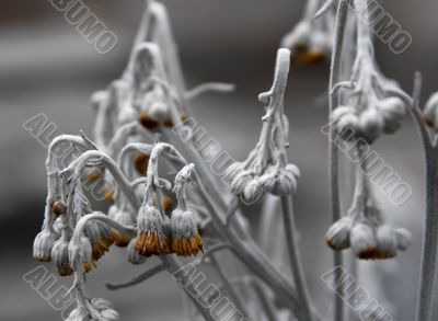 Plant Plant