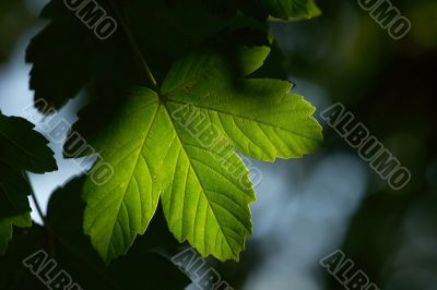 Leaf Leaf