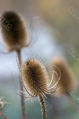 Plant Plant