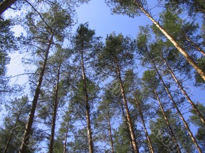 Pine forest and sky