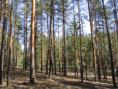 Pine forest