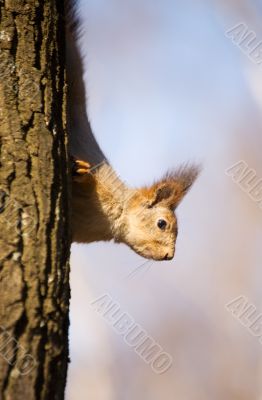 Curious squirrel