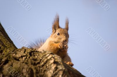 Squirrel on tree
