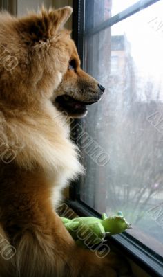 Dog Waiting At Window
