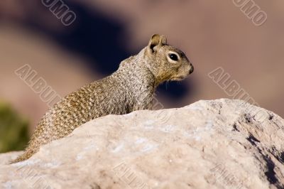 Rock Squirrel