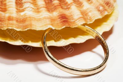 beautiful Seashell isolated on white background