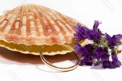 beautiful Seashell isolated on white background