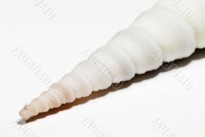 beautiful Seashell isolated on white background