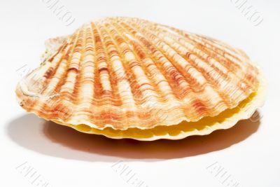 beautiful Seashell isolated on white background