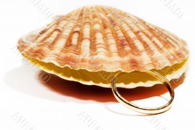 beautiful Seashell isolated on white background