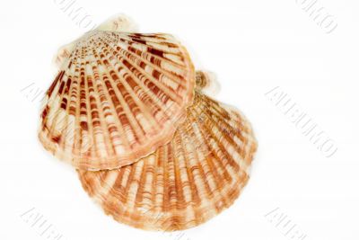 beautiful Seashell isolated on white background