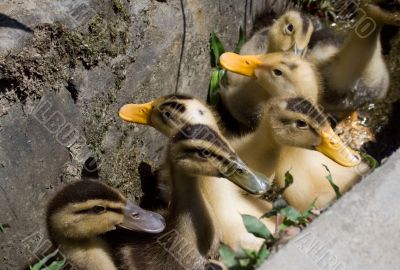 many small ducklings