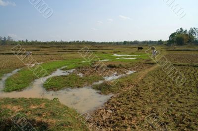 open field with cows,  india