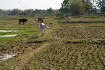 open field with cows,  india