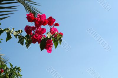 red flowers branch