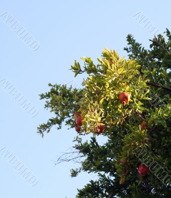 pomegranate
