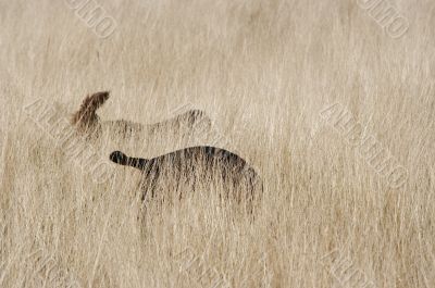 tracker dogs tracker dogs