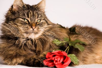 Cat wiiyh valentine rose