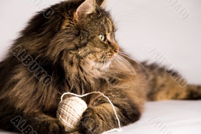 Fluffy cat is holding a rope Fluffy cat is holding a rope