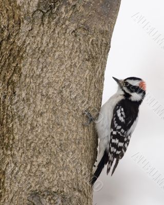 Downy Woodpecker