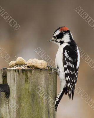 Downy Woodpecker