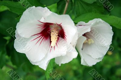 White Hibiscus