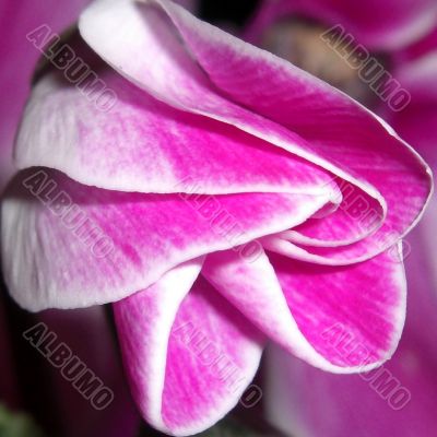 cyclamen blossom, close-up view