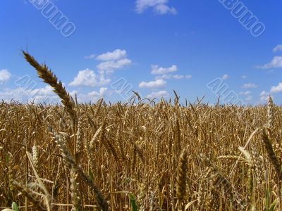Field of wheat in middle Russia, summer